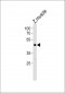 (DANRE) mapk8 Antibody